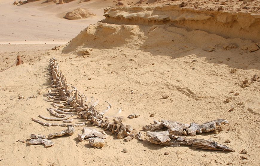 5 Days 4 Nights | Pyramids of Egypt, Giza, Memphis, Saqqara & Dahshur